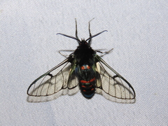 Dasysphinx semicincta