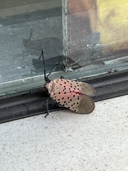 Lycorma delicatula