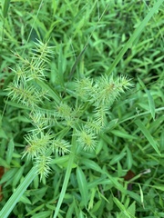 Cyperus odoratus