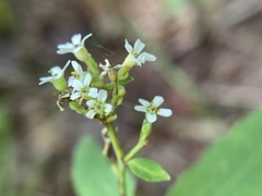 Euphorbia pubentissima