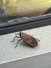 Lycorma delicatula