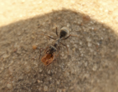 Formica cinerea