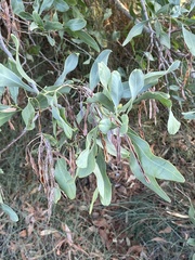 Acacia salicina