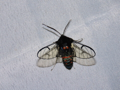 Dasysphinx semicincta