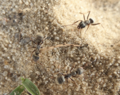 Formica cinerea