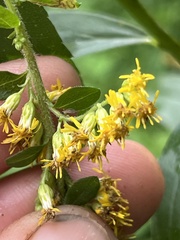 Solidago gigantea