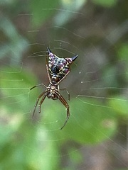 Micrathena sagittata