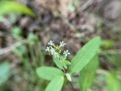 Euphorbia pubentissima