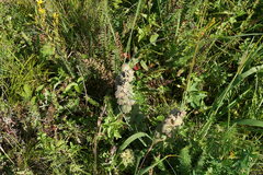 Ajuga orientalis