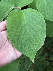Cornus rugosa