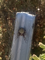 Neoscona arabesca