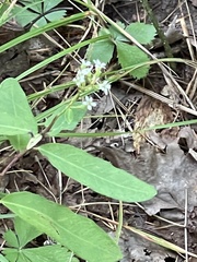 Euphorbia pubentissima