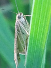 Loxostege sticticalis