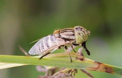 Eristalinus megacephalus