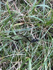 Pelecinus polyturator