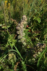 Ajuga orientalis