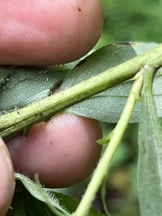 Solidago gigantea