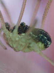 Mitopus morio