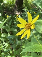 Helianthus