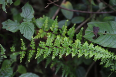 Asplenium mildbraedii