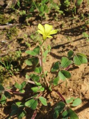 Oxalis compressa