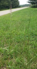 Sporobolus cryptandrus