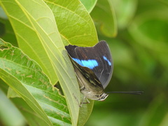 Archaeoprepona demophoon