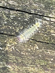 Halysidota tessellaris