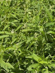 Persicaria punctata