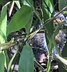 Sciurus carolinensis