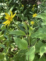 Helianthus