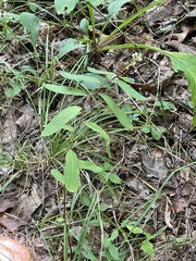 Euphorbia pubentissima