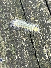 Halysidota tessellaris