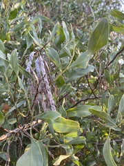 Acacia salicina