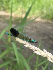 Calopteryx aequabilis