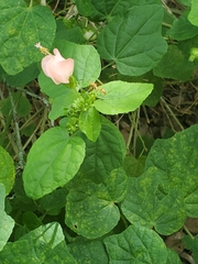 Mischocyttarus mexicanus cubicola