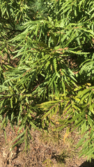 Comptonia peregrina