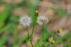 Senecioninae