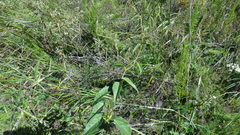 Vincetoxicum hirundinaria