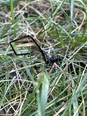 Pelecinus polyturator