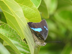 Archaeoprepona demophoon