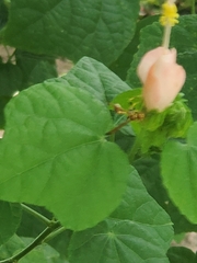 Mischocyttarus mexicanus cubicola