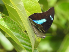 Archaeoprepona demophoon