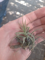 Tillandsia incarnata