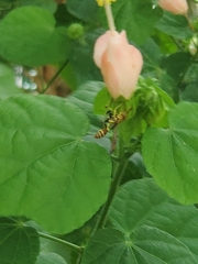 Mischocyttarus mexicanus cubicola