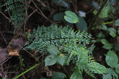 Asplenium mildbraedii