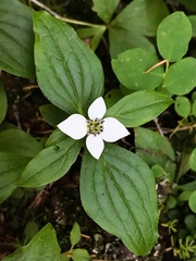 Cornus unalaschkensis