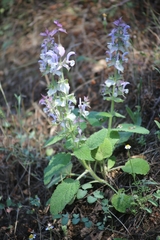 Salvia sclarea