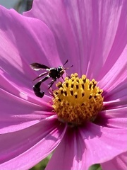 Physocephala tibialis