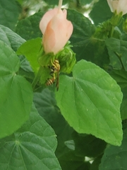 Mischocyttarus mexicanus cubicola